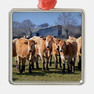Adorno Metálico Manada de vacas jóvenes marrones en Francia