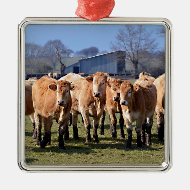 Adorno Metálico Manada de vacas jóvenes marrones en Francia (Frente)