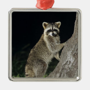 Adorno Metálico Mapache norteño, Procyon lotor, adulto en árbol