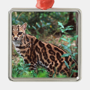 Adorno Metálico Margay, Leopardus wiedi, Nativo de México hasta