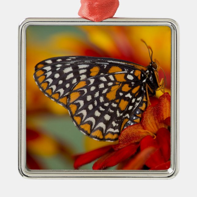 Adorno Metálico Mariposa Baltimore-Checkered (Frente)