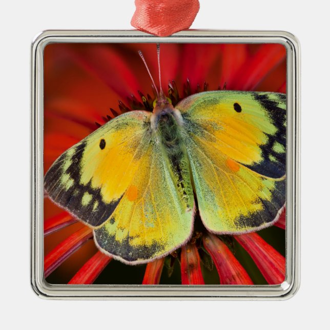 Adorno Metálico Mariposa De Alfalfa En Flor De Cono (Frente)