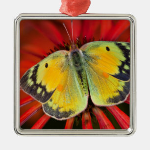 Adorno Metálico Mariposa de la alfalfa en flor de cono