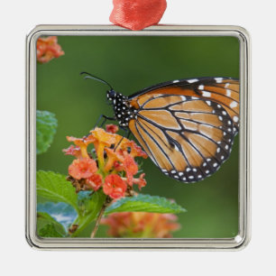 Adorno Metálico Mariposa soldado (Danaus eresimus) alimentándose