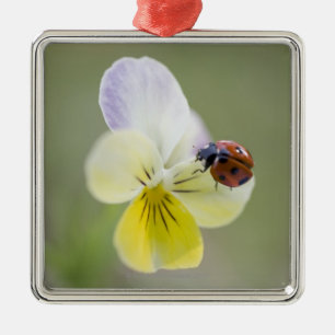 Adorno Metálico Mariquita en el pensamiento, Biei, Hokkaido, Japó