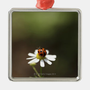 Adorno Metálico Mariquita en la flor de la manzanilla