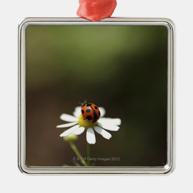 Adorno Metálico Mariquita en la flor de la manzanilla (Frente)