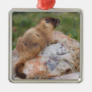 Adorno Metálico Marmota de vientre amarillo, Marmota flaviventris,