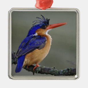 Adorno Metálico Martín pescador malachite, Alcedo cristata, Lago