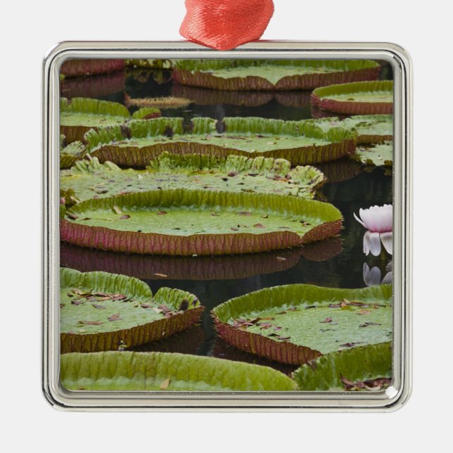 Adorno Metálico Mauricio, Pamplemousses, SSR Botánico (Frente)