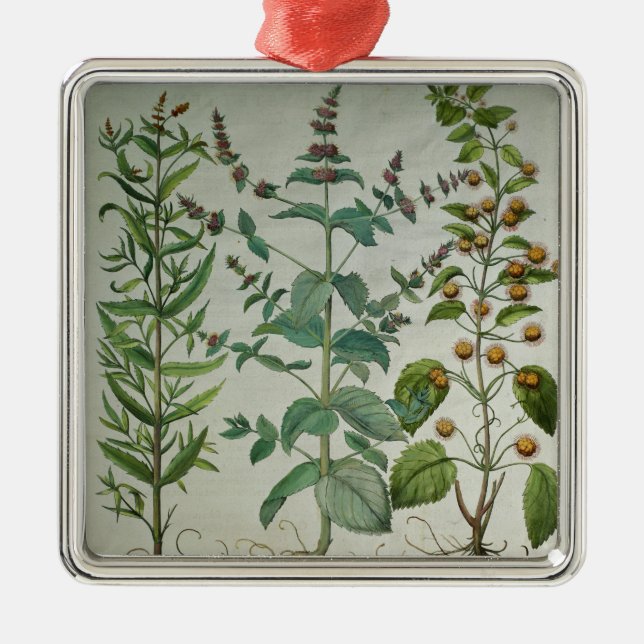 Adorno Metálico Menta: Crispa del Mentha (Frente)