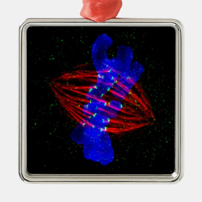Adorno Metálico Metafase de Mitotic (Frente)