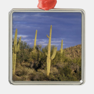 Adorno Metálico México, Baja del Norte, Catavina Desert Nacional 