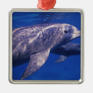 Adorno Metálico México, Cozumel. Delfín mular, Tursiops 2
