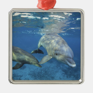 Adorno Metálico México, Cozumel. Delfín mular, Tursiops 5