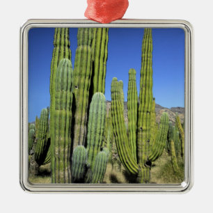 Adorno Metálico México, Sonora, San Carlos. Saguaro y Pitahaya
