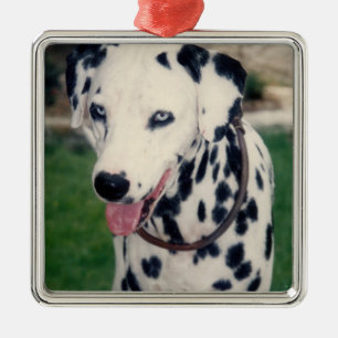 Adorno Metálico Mi Mascota amigo sube tu propio Personalizado de f