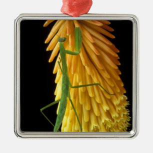 Adorno Metálico Michigan, Rochester Hills. Orando a los antis en r