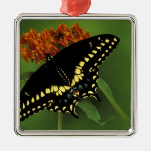 Adorno Metálico Míchigan, Rochester. Mariposa negra oriental ameri