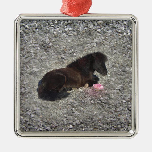 Adorno Metálico minihorse animal shetty del potro de los caballos (Frente)