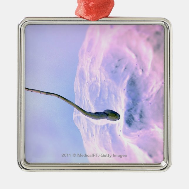 Adorno Metálico Mirada magnificada en una esperma que fertiliza un (Frente)