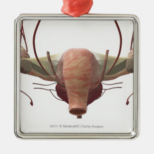 Adorno Metálico modelo 3d del sistema reproductivo femenino