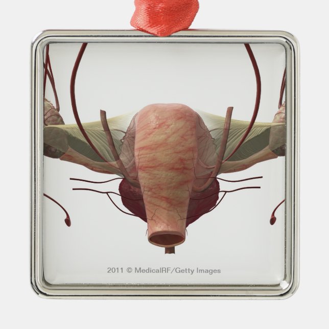 Adorno Metálico modelo 3d del sistema reproductivo femenino (Frente)