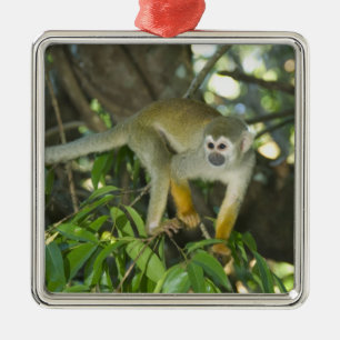 Adorno Metálico Mono ardilla común, (Saimiri sciureus), Rio