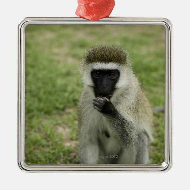 Adorno Metálico Mono de Vervet que come, África (Frente)