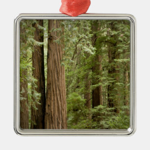Adorno Metálico Monumento Nacional Muir Woods, del Norte