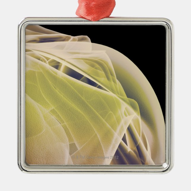 Adorno Metálico Músculos del hombro (Frente)