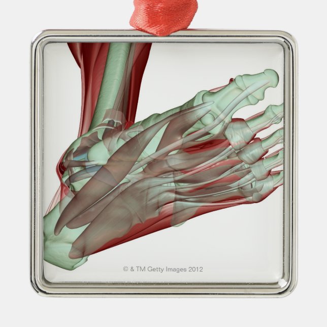 Adorno Metálico Musculoskeleton del pie 2 (Frente)