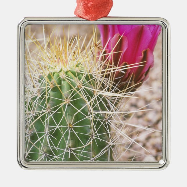 Adorno Metálico N.A., EE.UU., AZ, Phoenix, Desert Botanical (Frente)