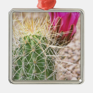 Adorno Metálico N.A., EE. UU., AZ, Phoenix, Desierto Botánico