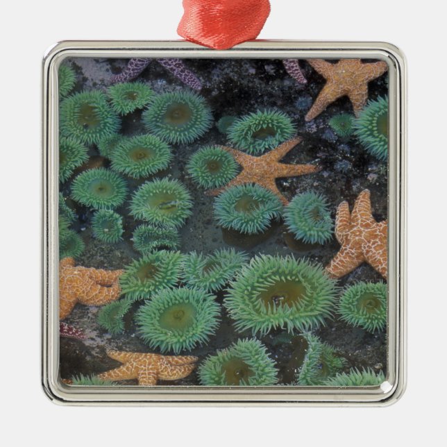 Adorno Metálico N.A., Estados Unidos, Washington, Parque Nacional  (Frente)