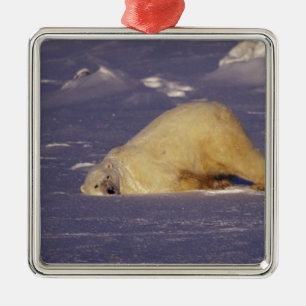Adorno Metálico NA, Canadá, Manitoba, Churchill, Oso polar