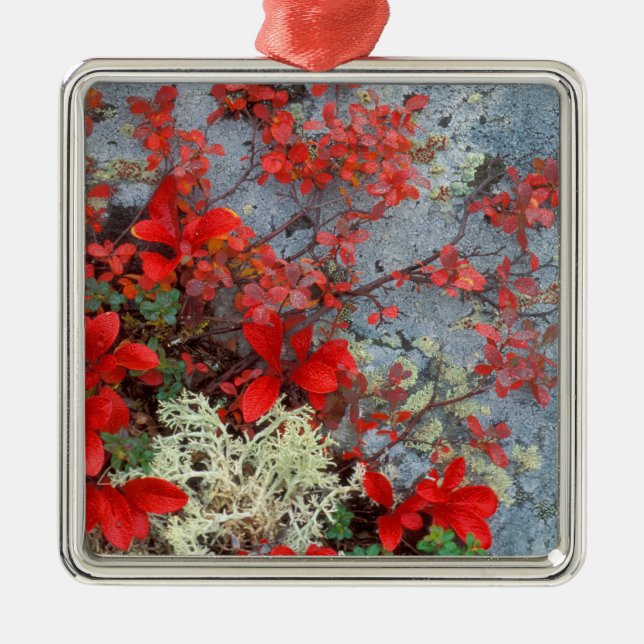 Adorno Metálico NA, EE.UU., Alaska, Denali NP, Berry Bear y (Frente)