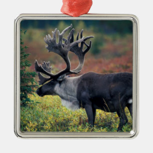 Adorno Metálico NA, EE.UU., Alaska, Denali NP, Bull caribou 3