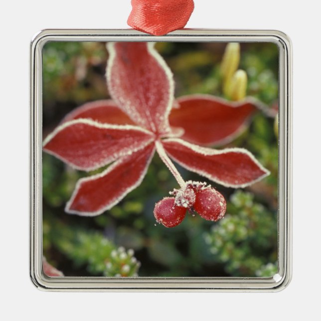 Adorno Metálico NA, EE.UU., Alaska. Parque Nacional Denali, maravi (Frente)