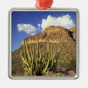 Adorno Metálico NA, EE. UU., Arizona. Organ Pipe Cactus National 3