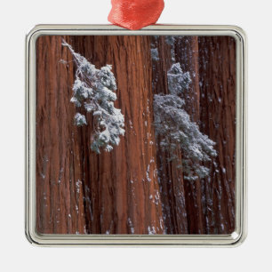 Adorno Metálico NA, EE.UU., California. Parque Nacional Sequoia.