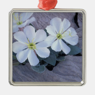 Adorno Metálico NA, EE.UU., Utah, Arches NP, primarosa vespertina