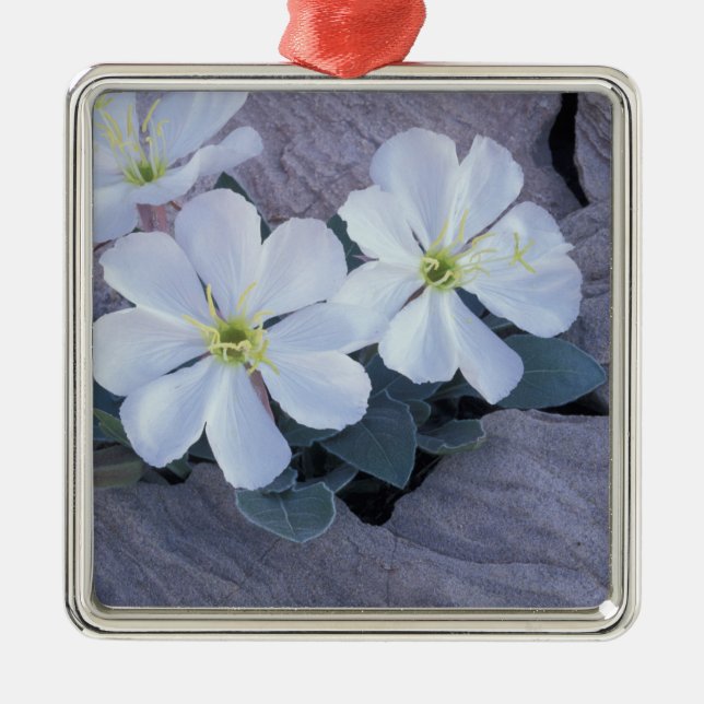 Adorno Metálico NA, EE.UU., Utah, Arches NP, primarosa vespertina (Frente)