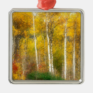 Adorno Metálico NA, EE. UU., Washington, Árboles de Aspen en Otoño