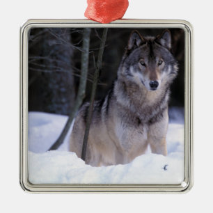 Adorno Metálico Norteamérica, Canadá, Canadá Oriental, Lobo gris