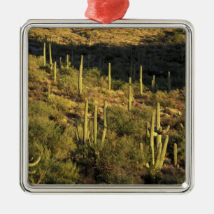 Adorno Metálico Norteamérica, EE. UU., Arizona, Desierto de Sonora