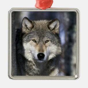 Adorno Metálico Norteamérica, EE. UU., Minnesota. Lobo Canis