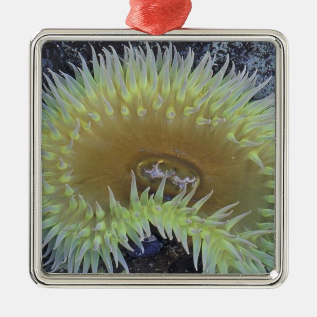 Adorno Metálico Norteamérica, Estados Unidos, Washington, Olimpiad (Frente)