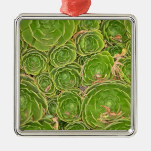 Adorno Metálico Nueva Zelanda, Isla del Sur. Suculento.