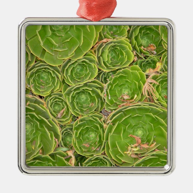 Adorno Metálico Nueva Zelanda, Isla del Sur. Suculento. (Frente)